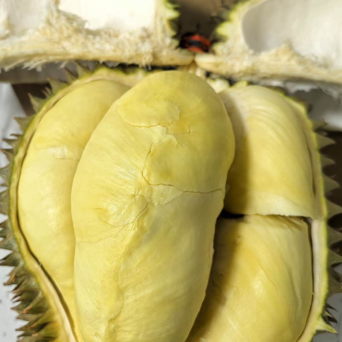 新鲜金枕榴莲58元/斤（一果一称重）核小g金枕越南