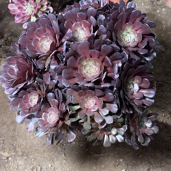 多肉植物黑暗萝莉79