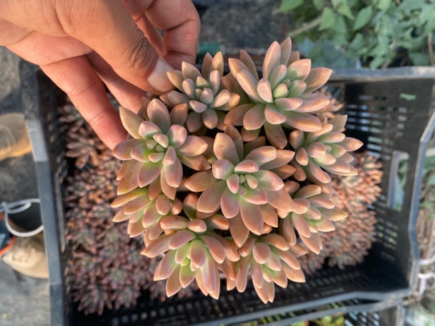 散装秋丽 带盆带土 满9.9包邮