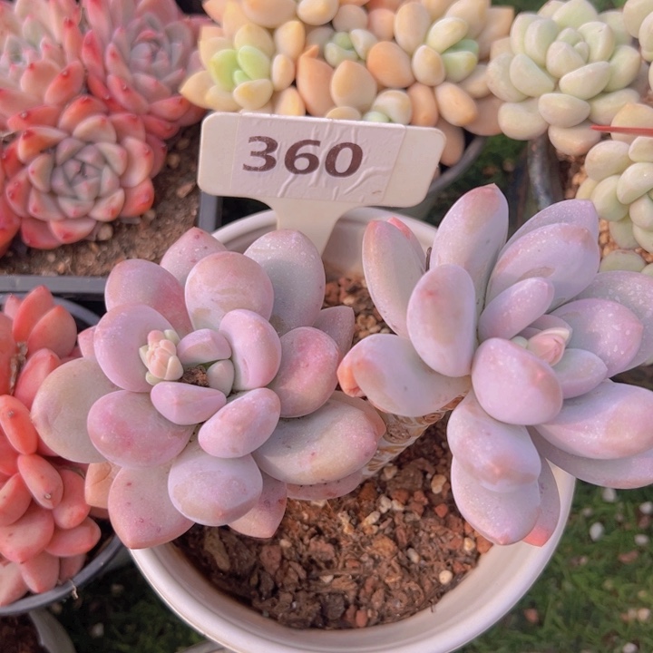 健健康康平平安安