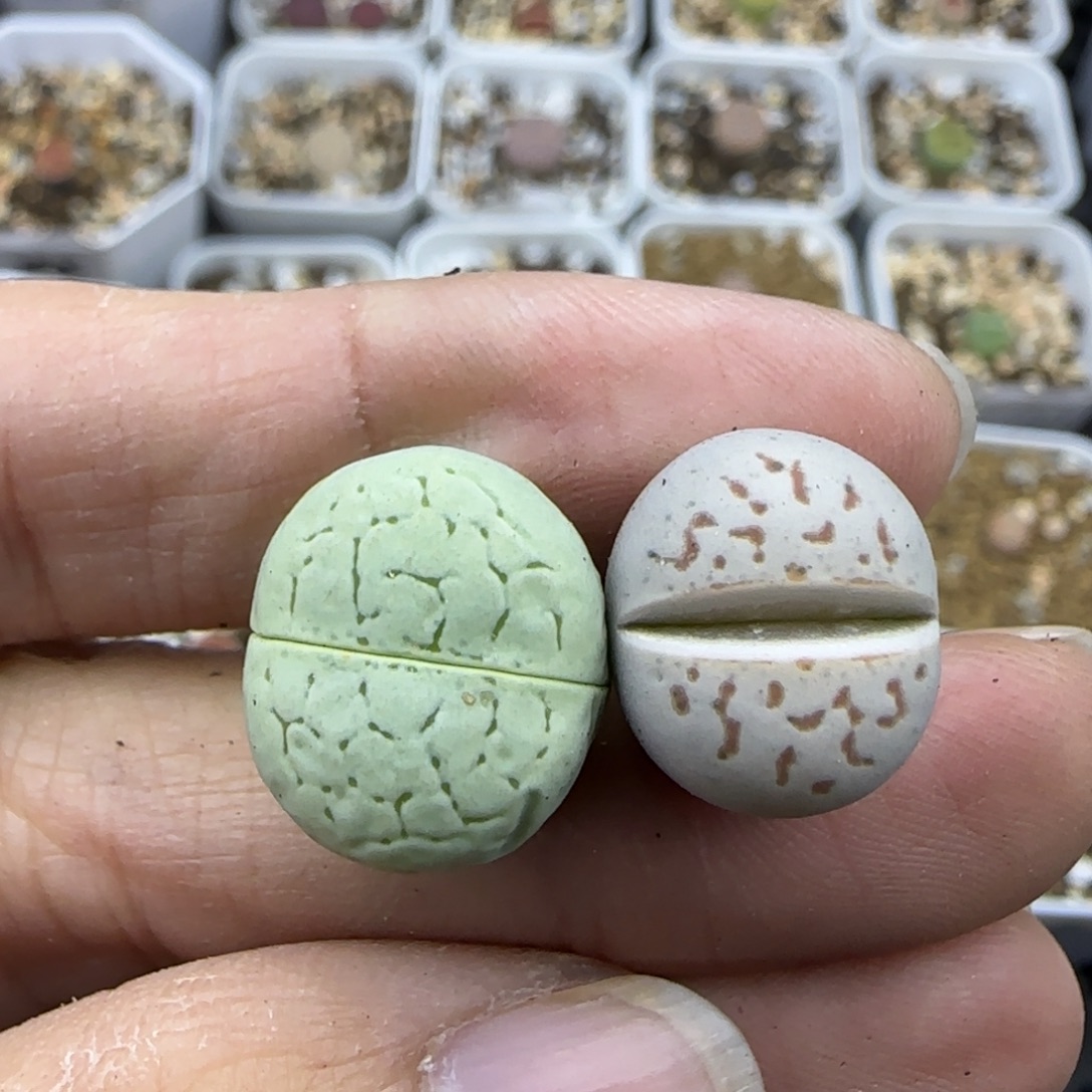 243 清框福利30包邮