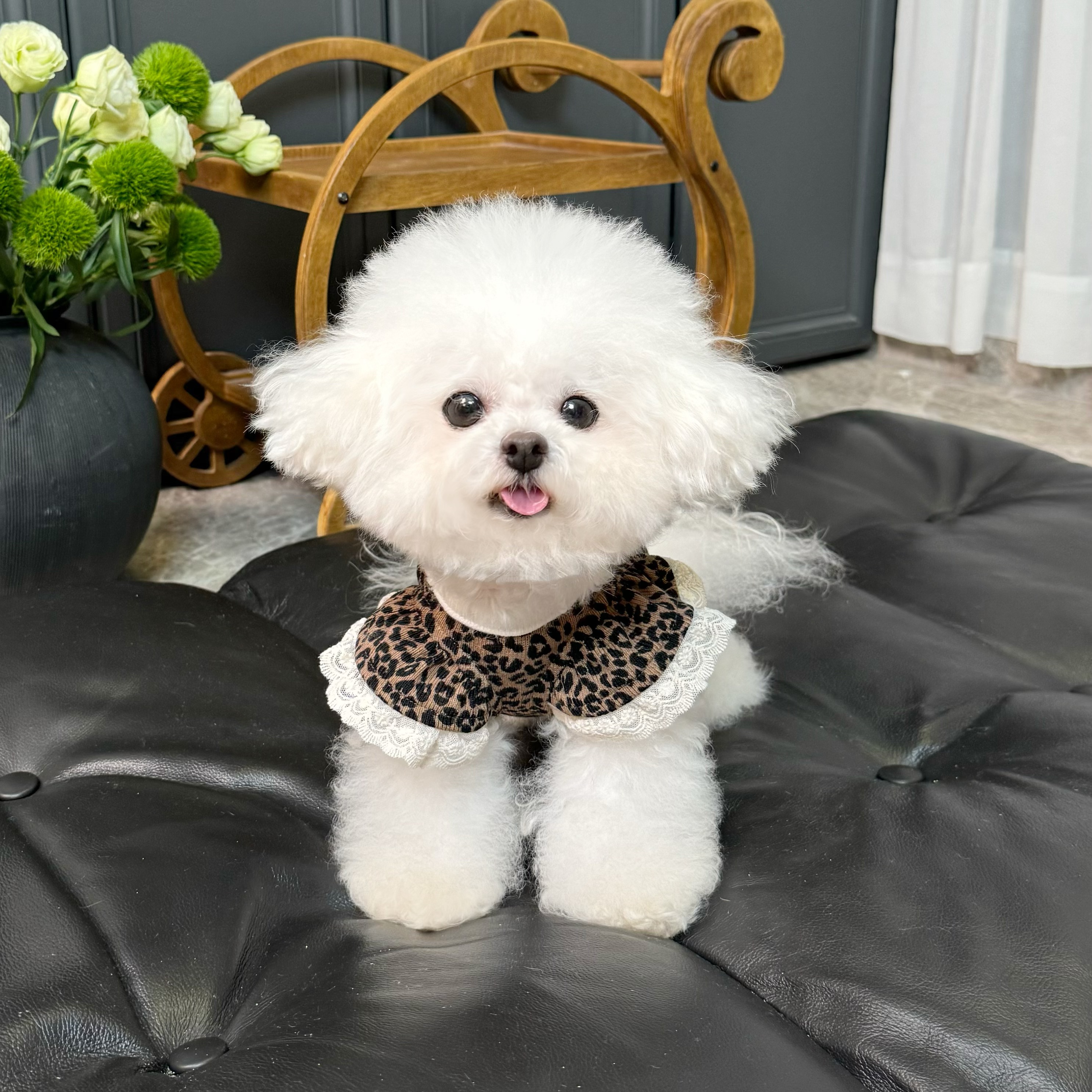 五只小白熊宠物衣服秋冬新款高弹力豹纹包肚衣狗狗猫咪保暖四脚裤