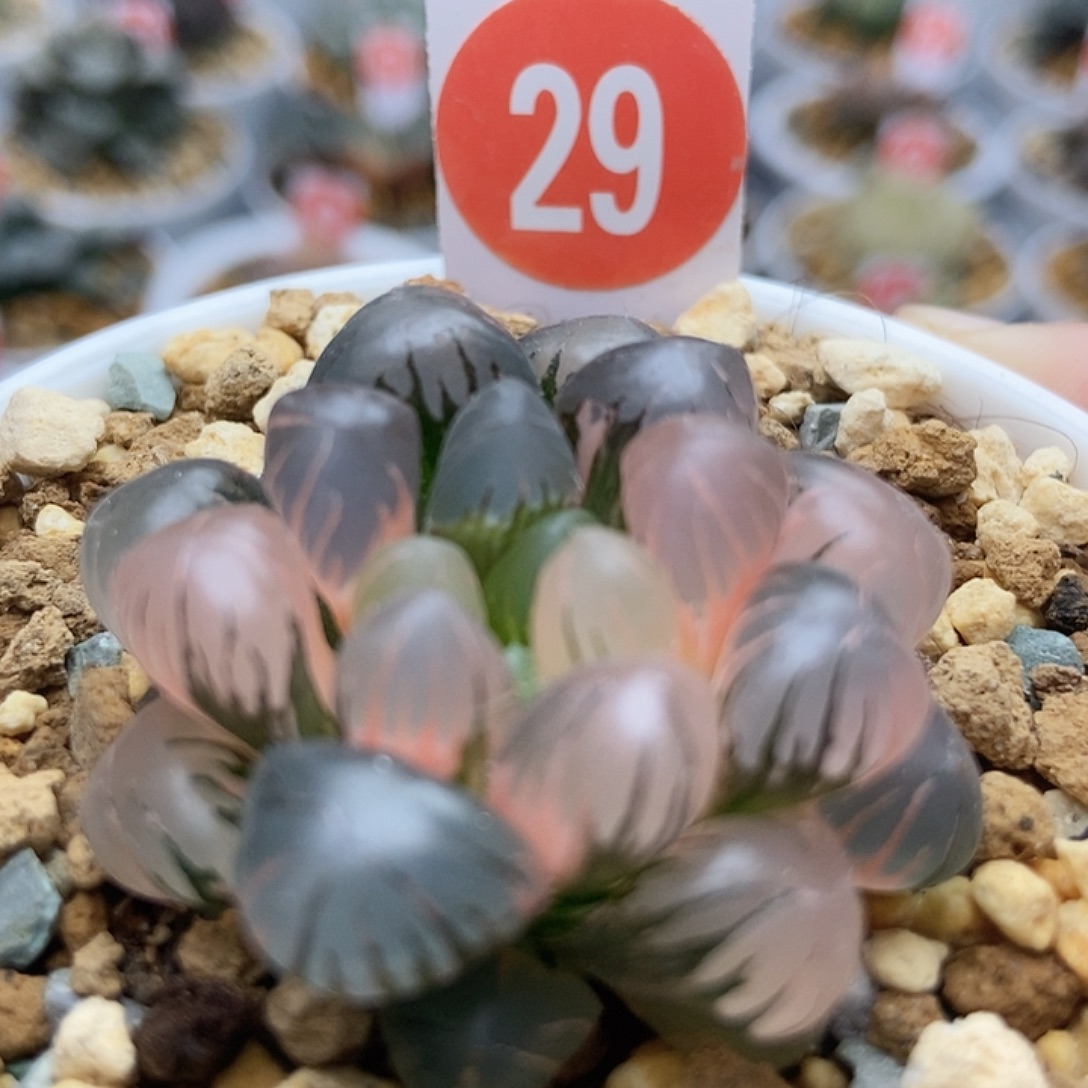 大***图29冰灯玉露锦123456789