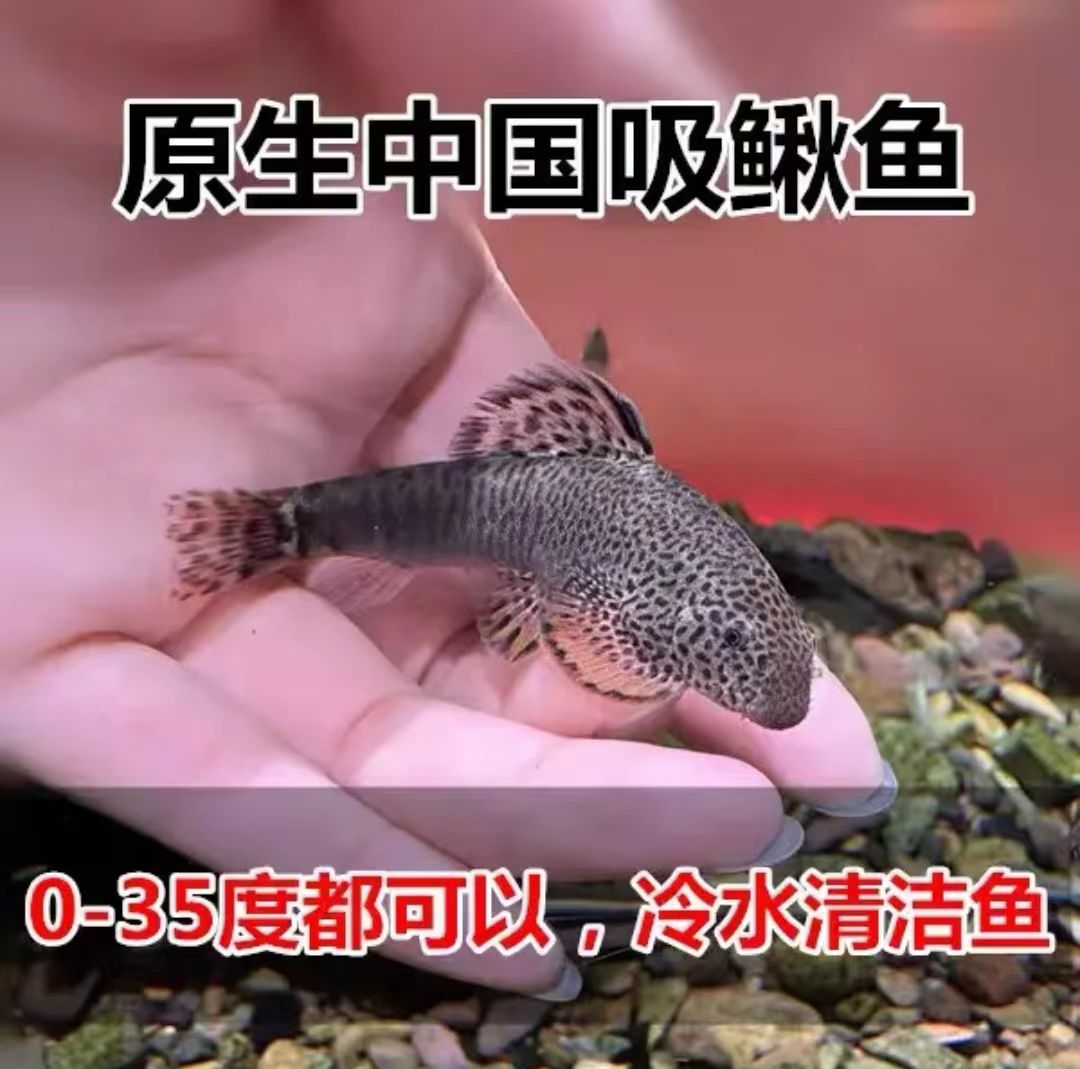 吸鳅  冷水清道夫 除藻 贵州爬岩鳅 清洁鱼 擦玻璃 吃垃圾 吸盘