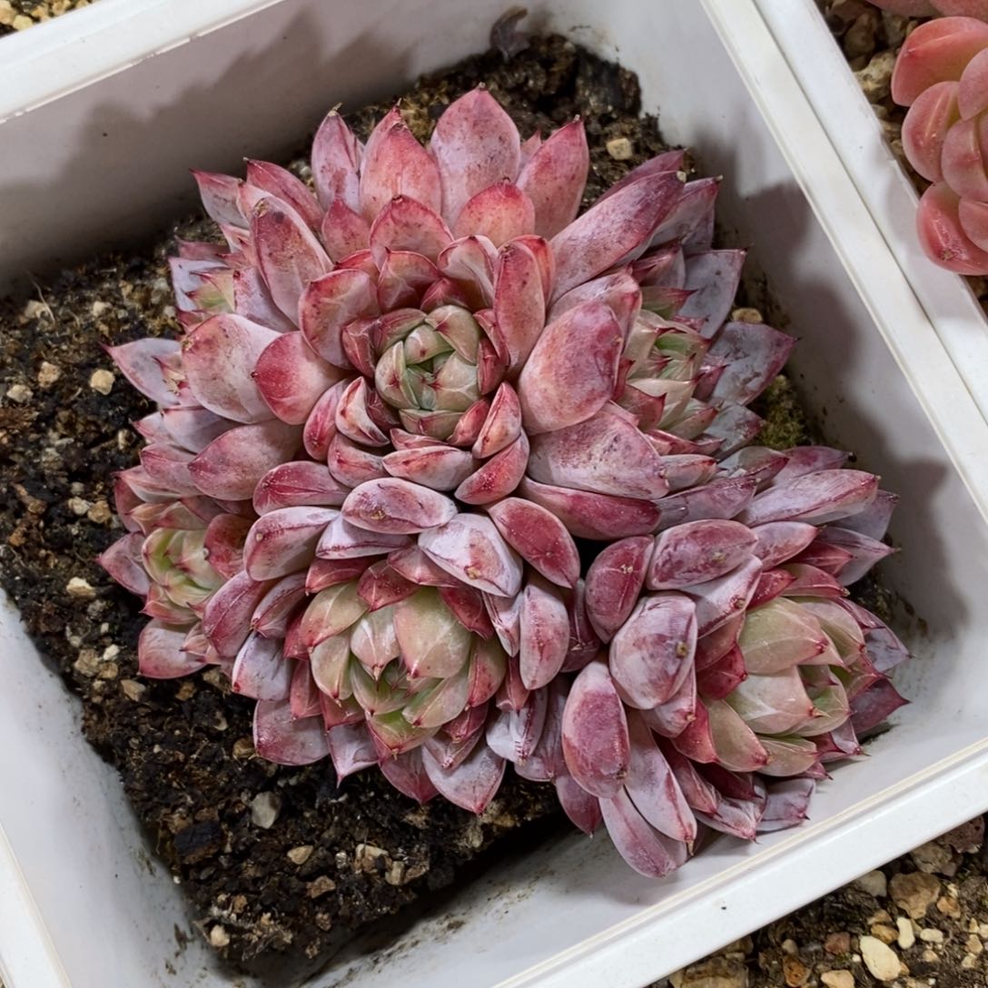 自助下单一物一拍多肉，下滑更多品种选择