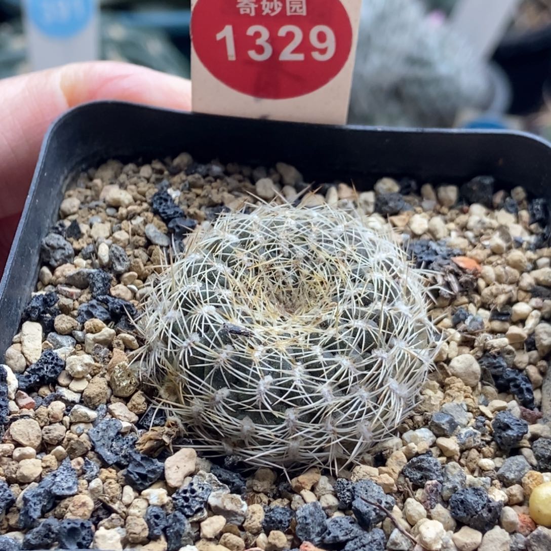 实生白刺沟宝山3.4cm