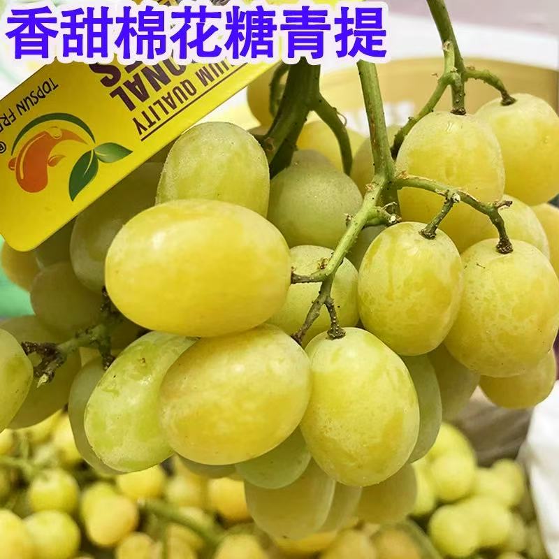 智利棉花糖青提香甜浓郁不带酸进口无籽提子