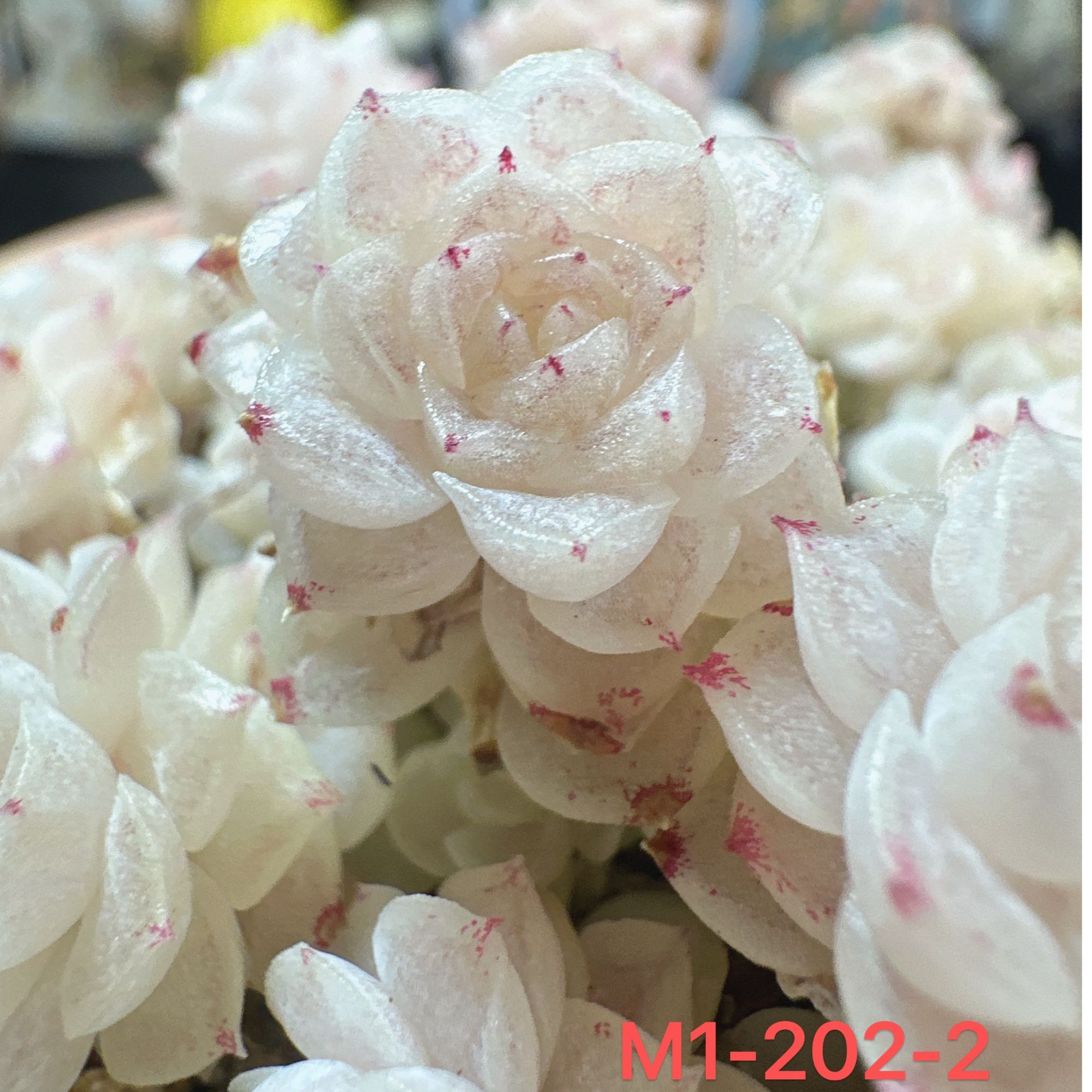 M1-202-2编号麦秆优质麦秆多肉量拍群生不包整