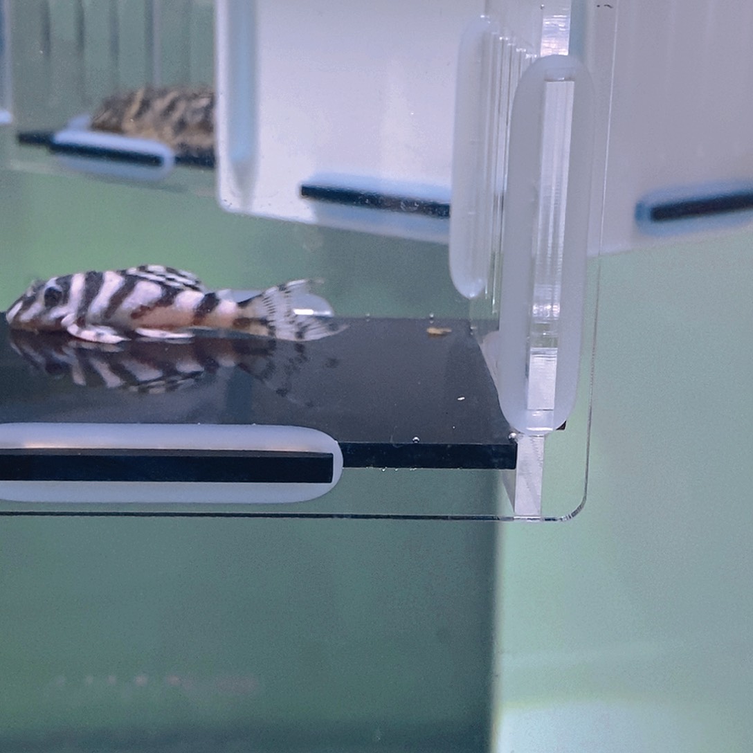 清道夫鱼小林圭3号