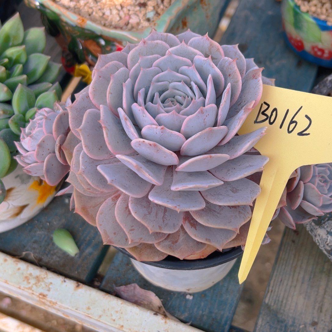 想***果露那莲0162号一物一拍