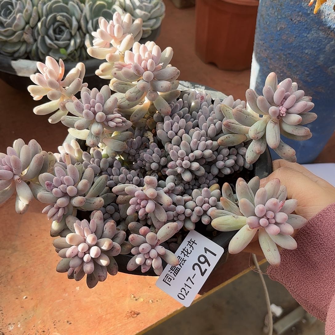 豆*同温层多肉婴儿手指291