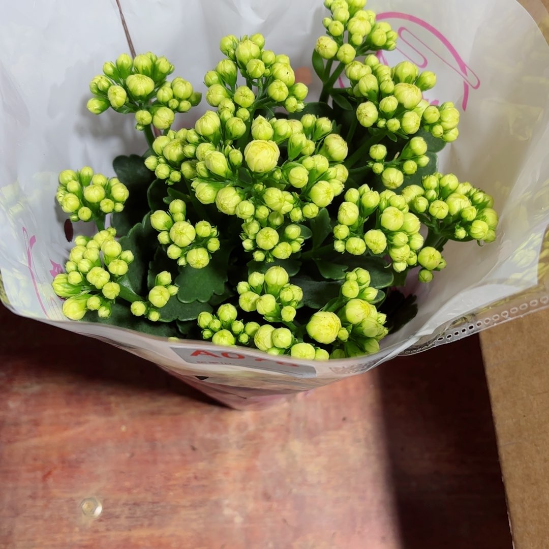 A075钻石长寿花一颗
