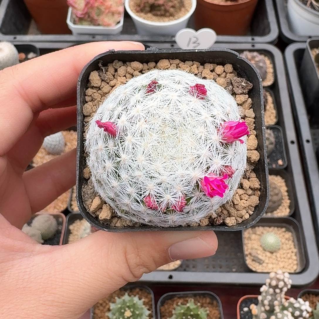 大春星仙人球1234