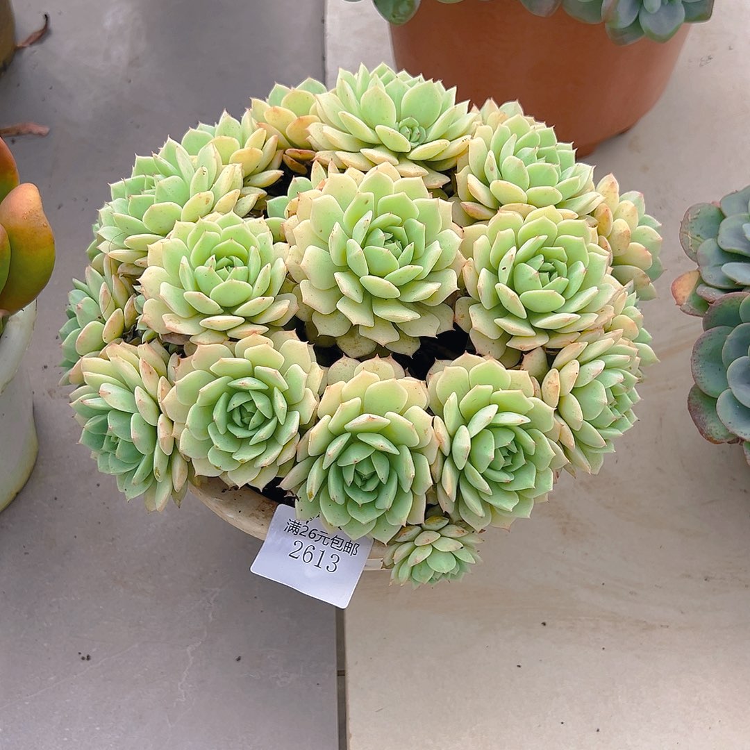 M****2613静夜多肉植物多肉