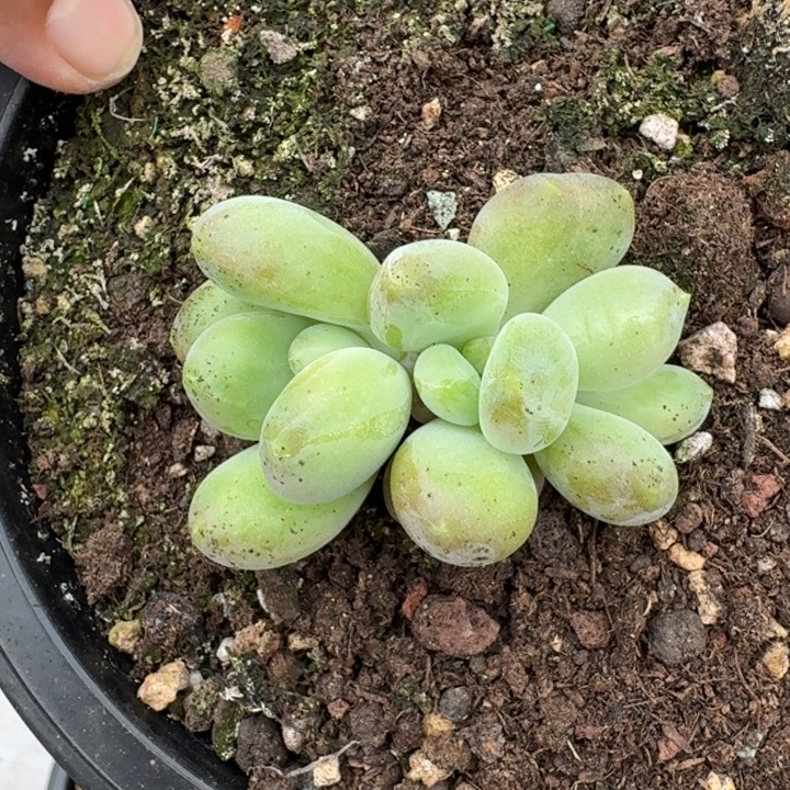 法力达 3头 一物一拍