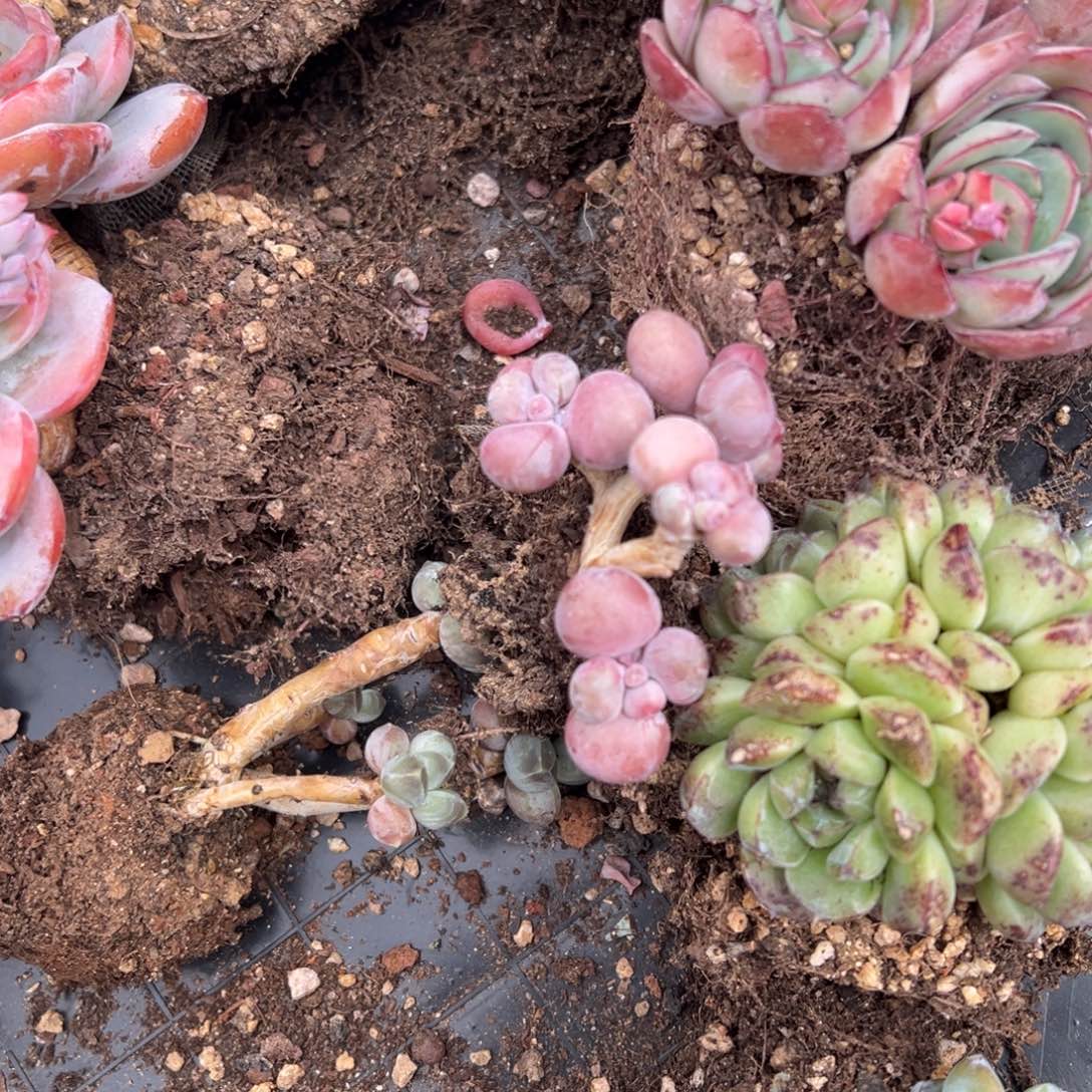 ૮****?泰迪卷，桃蛋专拍