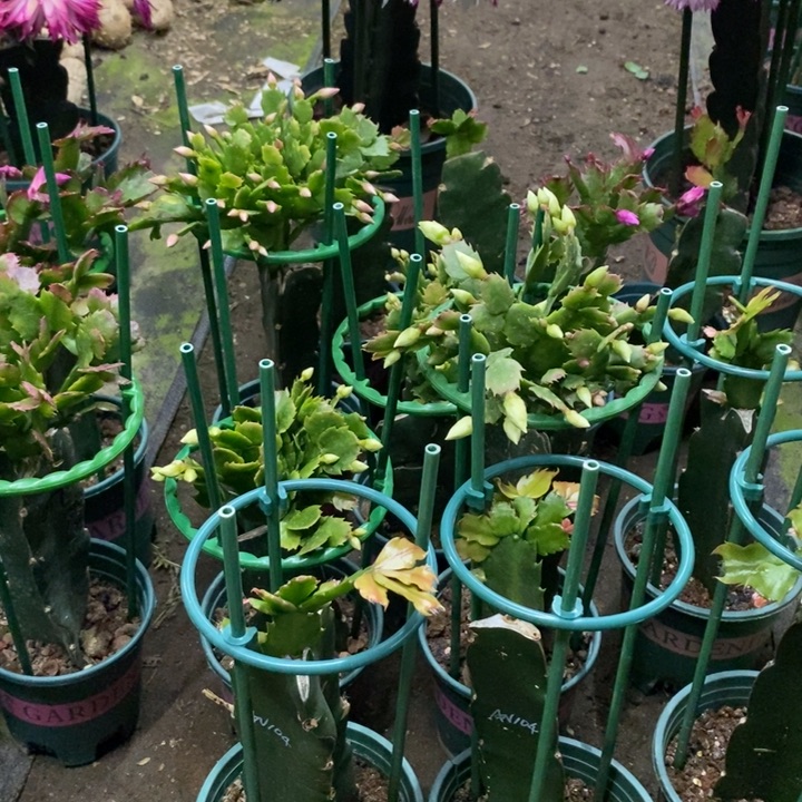 @****完全开放100叶片一支