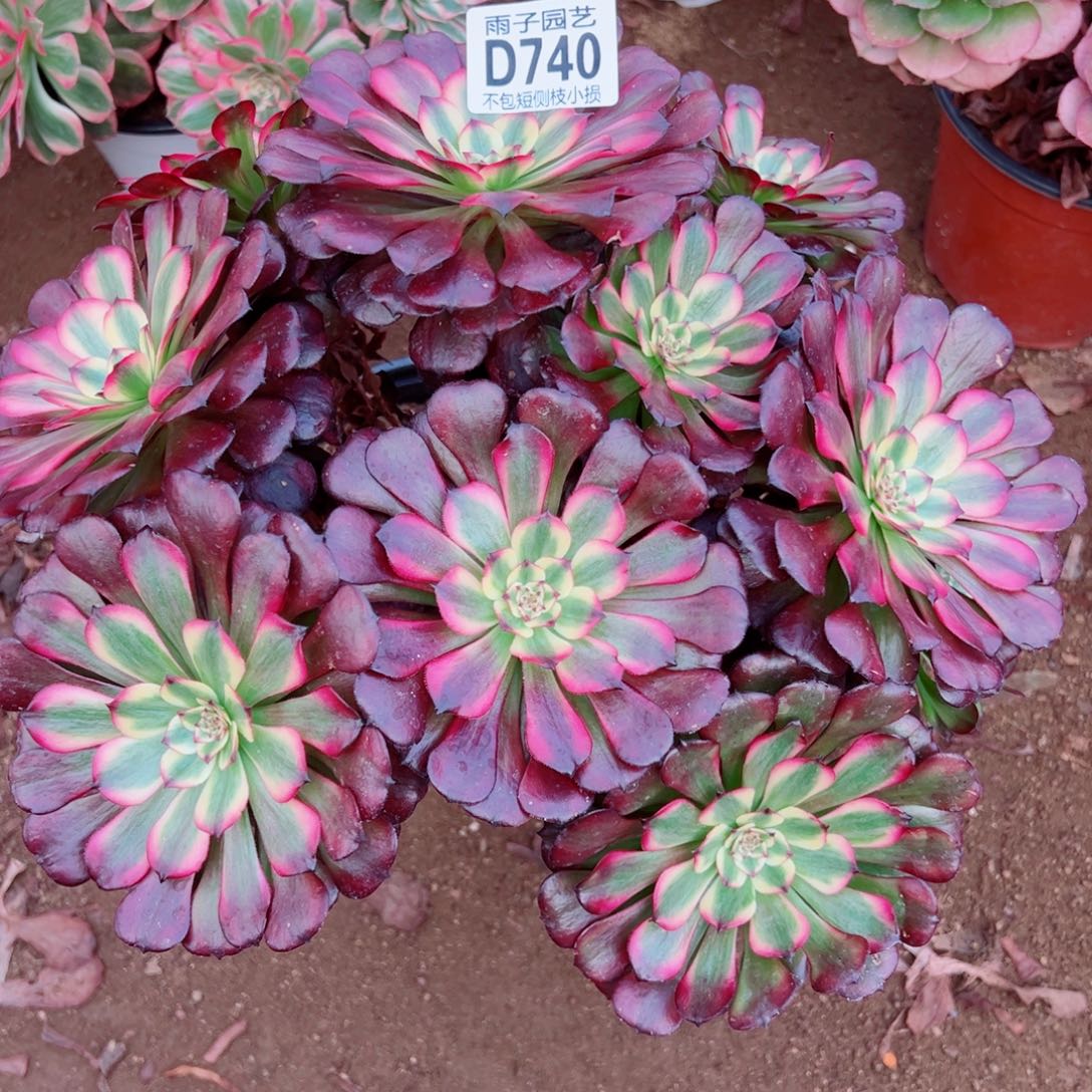 740美姬雨子多肉植物