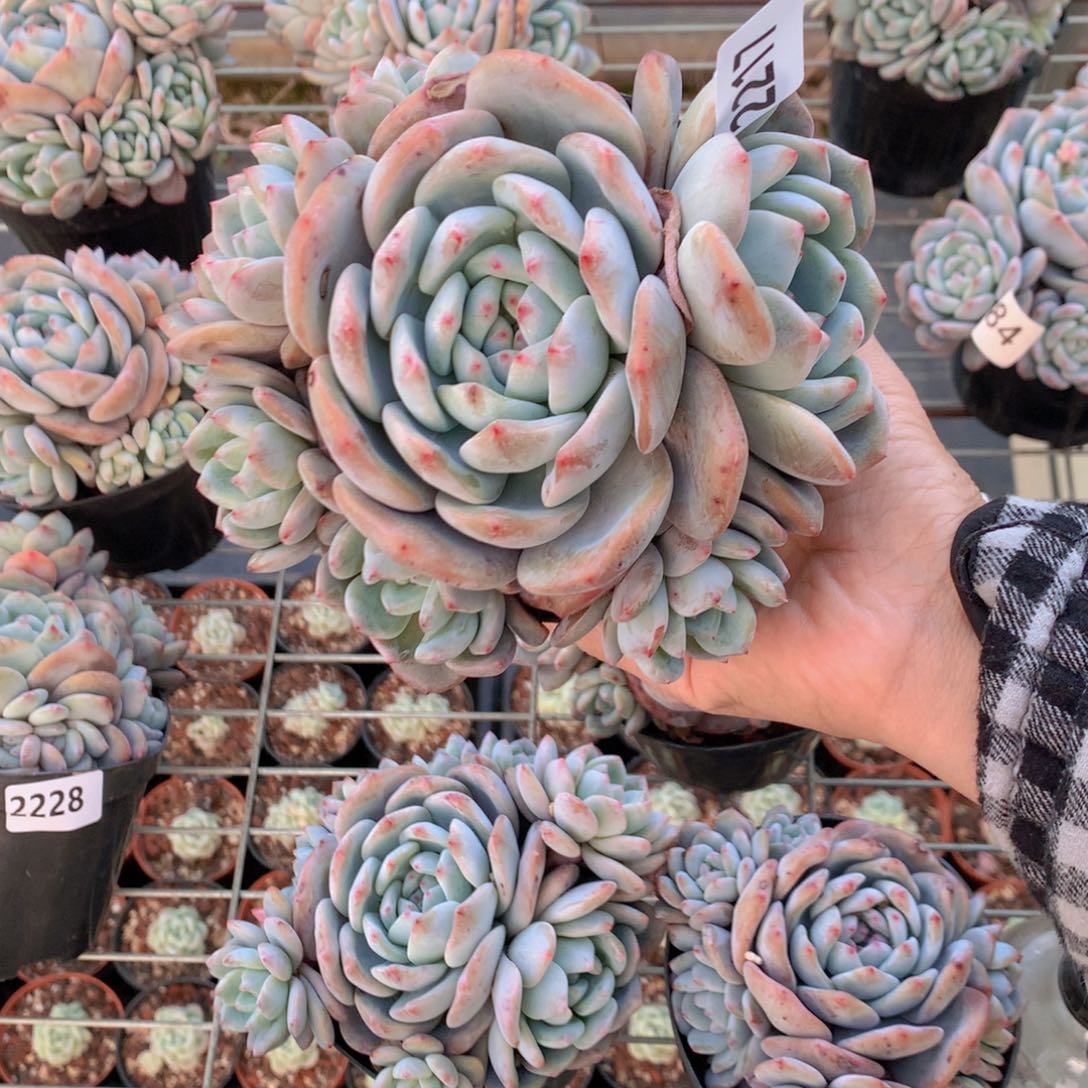 暖**光2217多头在北京街头艺人们