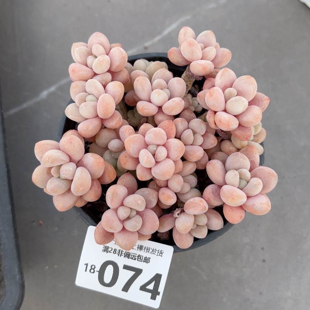 韩系鱼子酱老桩多肉