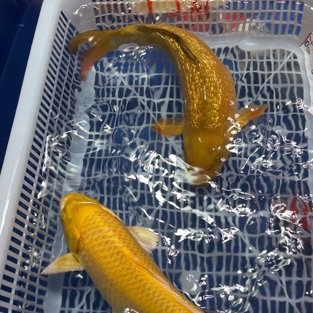 锦上锦鲤 6666666666