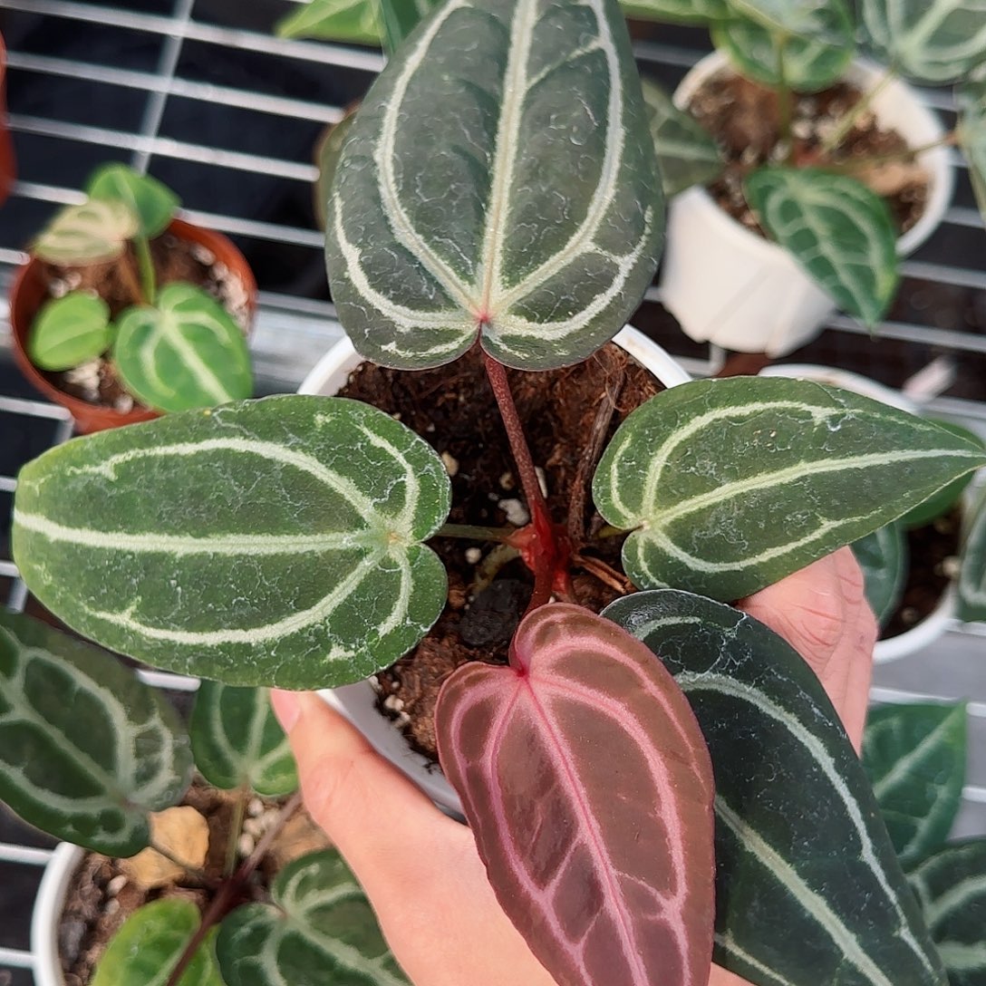 完全开放优选卡拉红