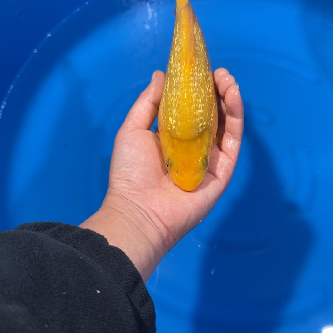 海水鱼大日银鳞黄猿10-70