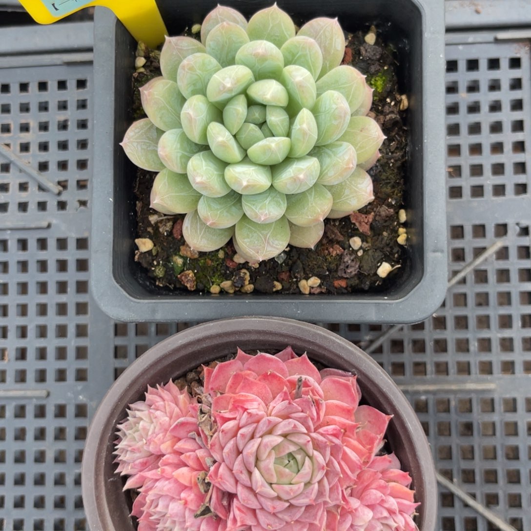 云尘多肉一物一拍1556