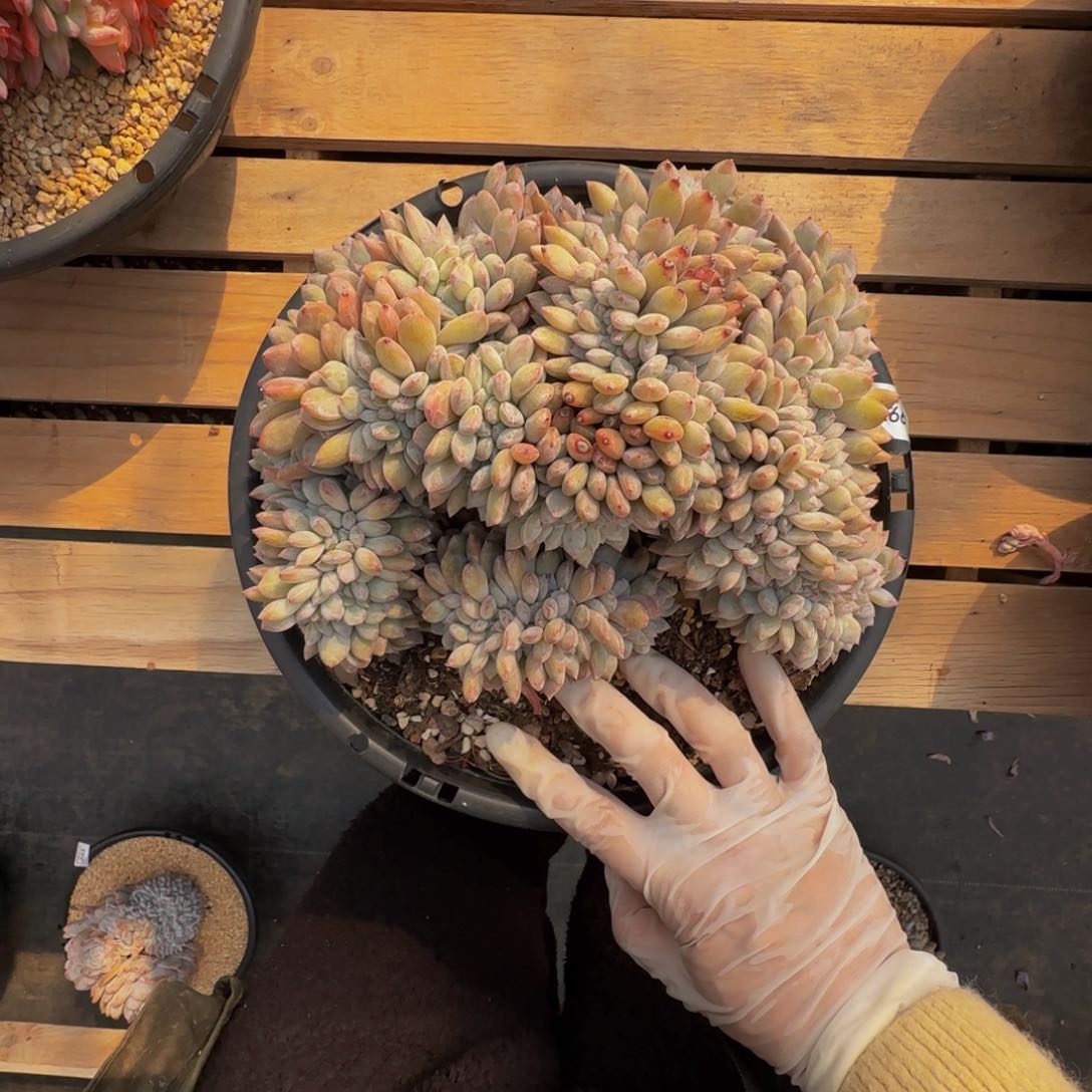 a 66号一物一拍呀