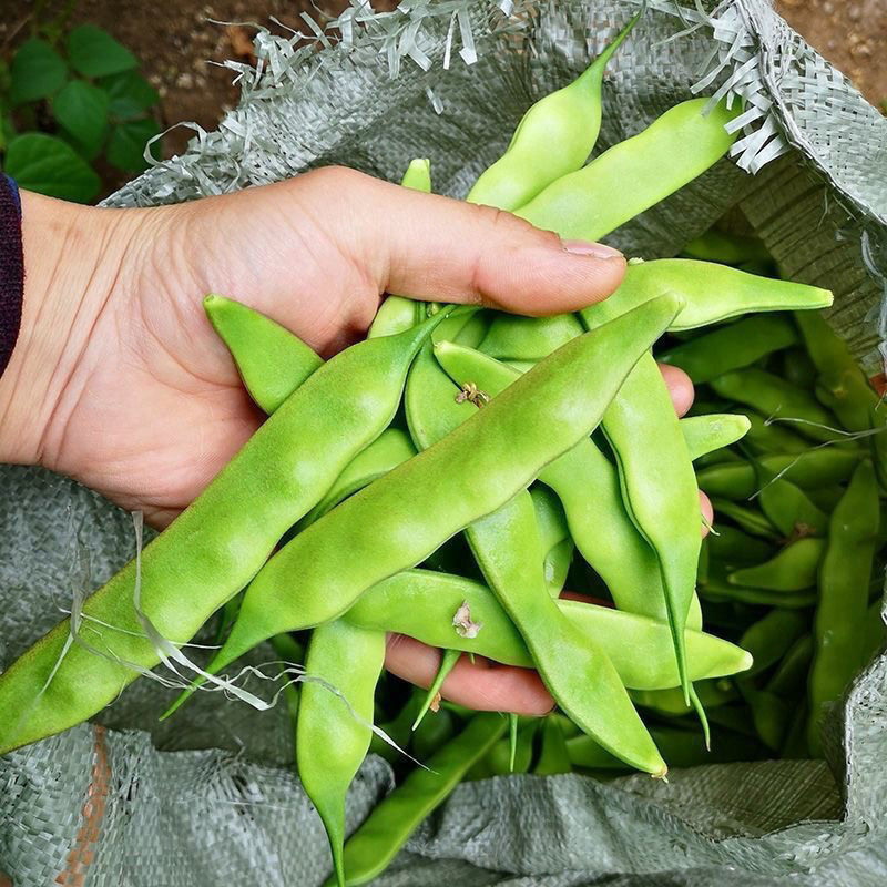 臻选油豆角新鲜称重