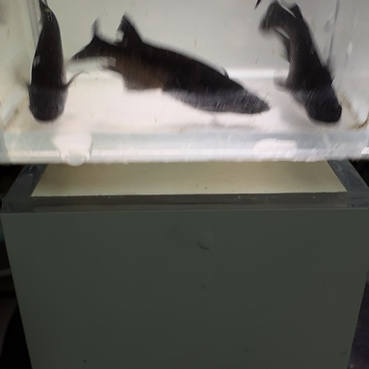 青鳉鱼一物一拍611