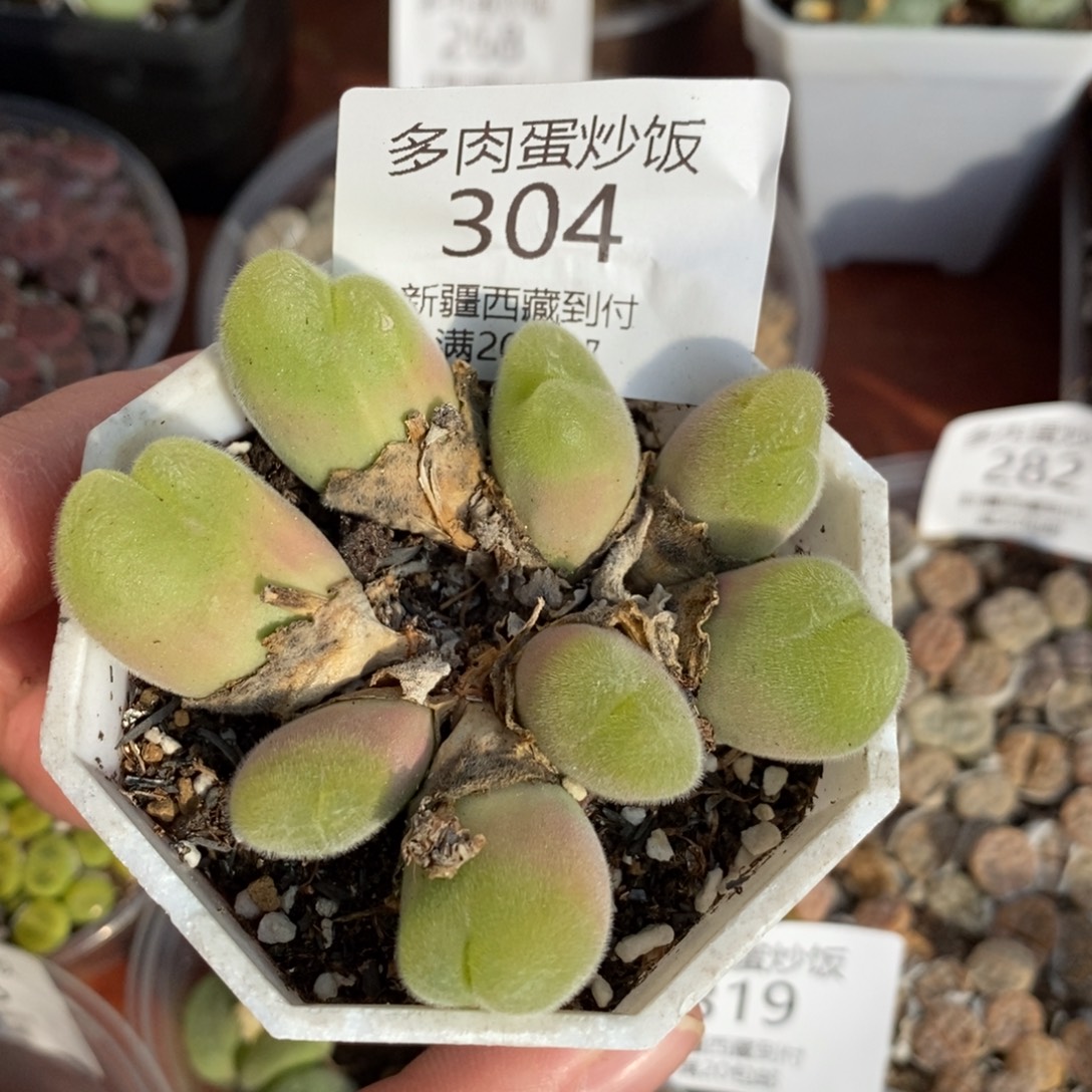 感谢您的支持，00304