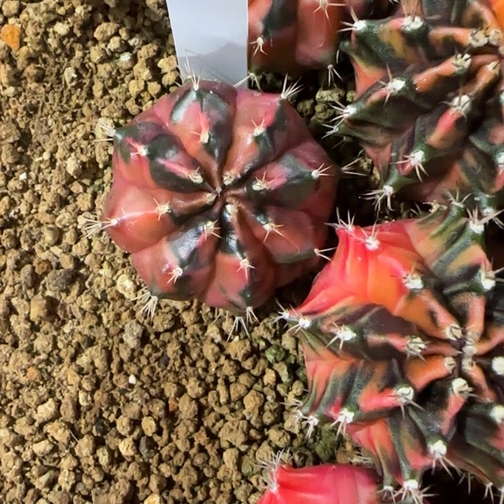 12-0120泰国发货多肉