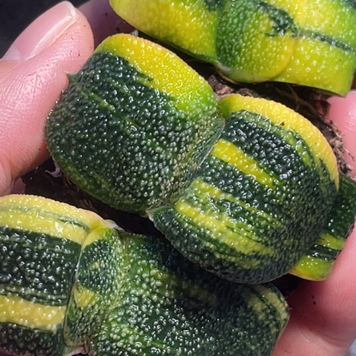 用***7客户专拍一物一拍