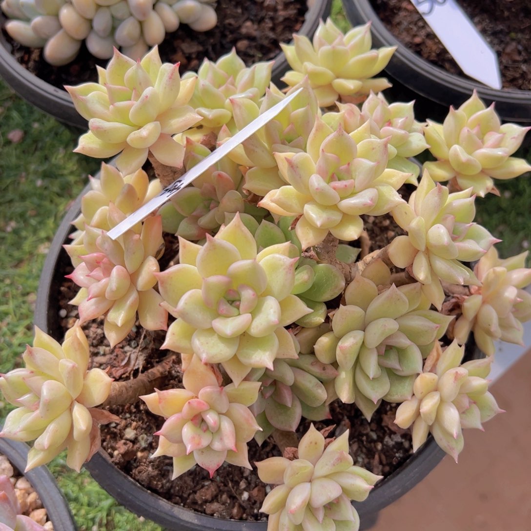 香玉的故事是一个人的故事