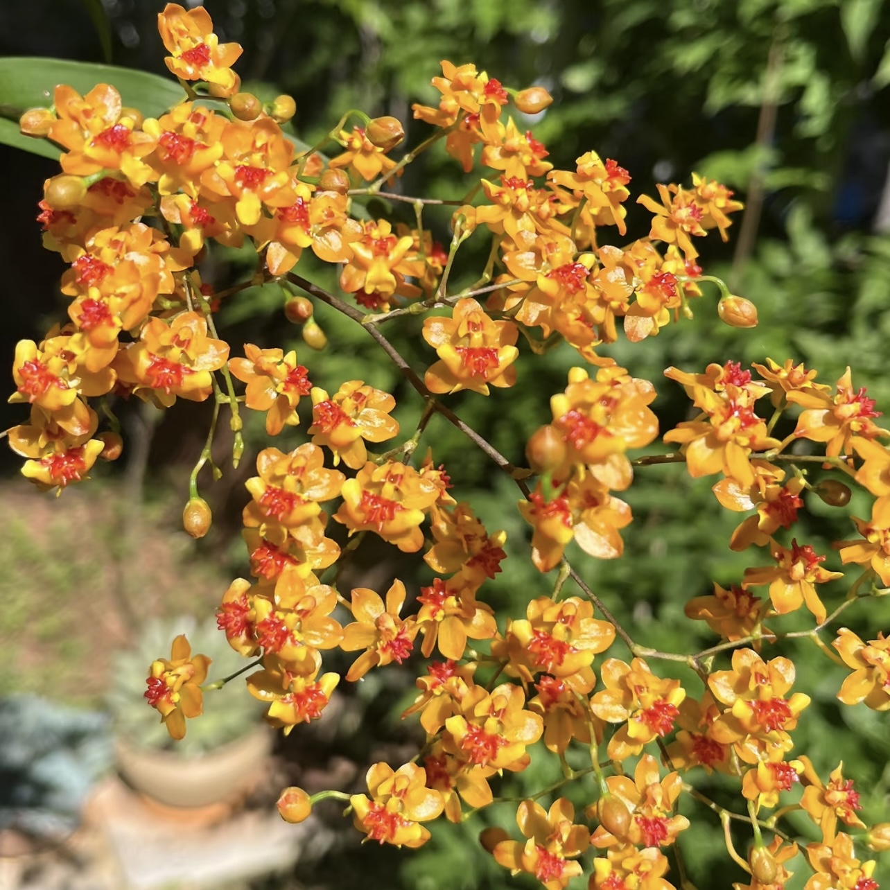 【二十支花剑起】橙色梦香兰盆栽清香花卉多年生室内阳台易养护