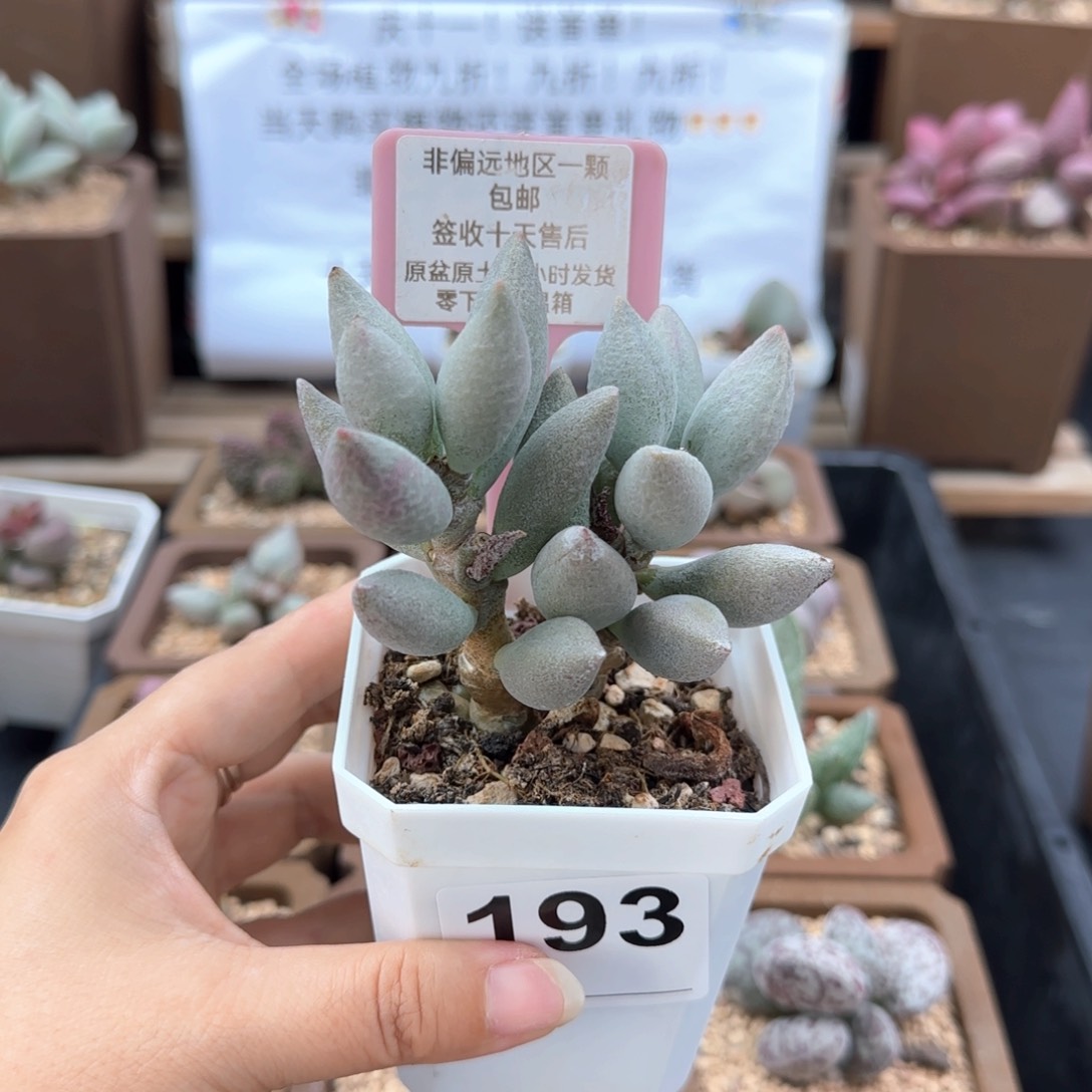 a****⁶193白糖豆多肉植物微瑕