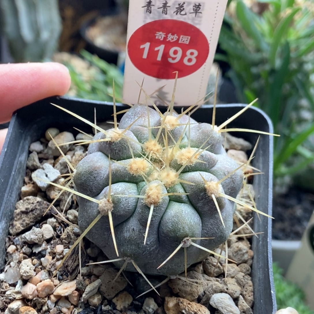 实生上腊龙爪球金刺鬼神针4.2cm