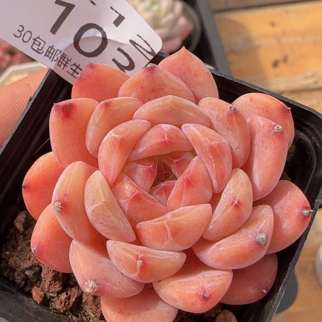 冰糖雪梨单头一颗脱土