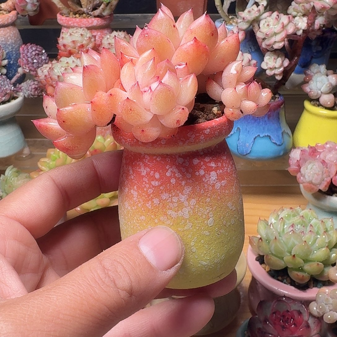 慕***雨紫霞仙子含盆含土