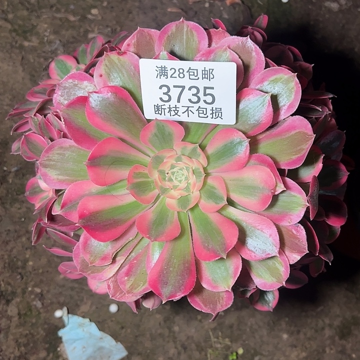 3735红女郎多肉植物