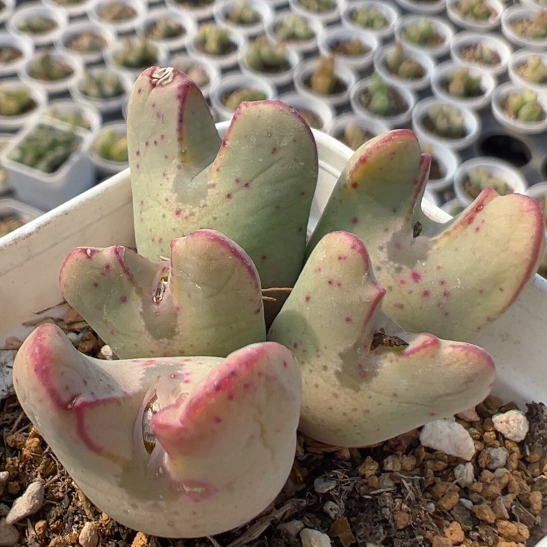 128多肉植物百科知识