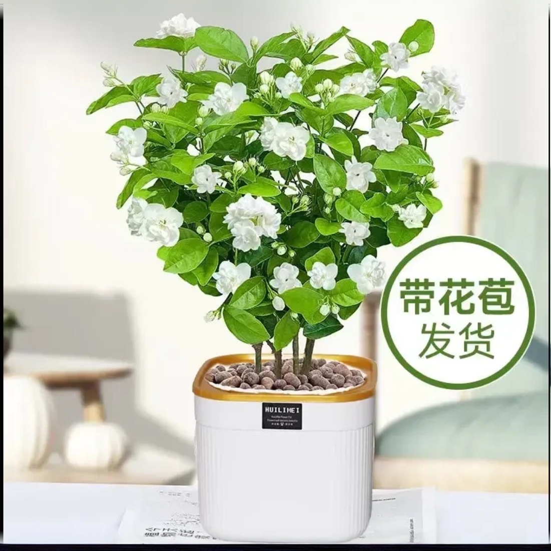 重瓣浓香茉莉花盆栽四季开花不断好养室内阳台花卉绿植