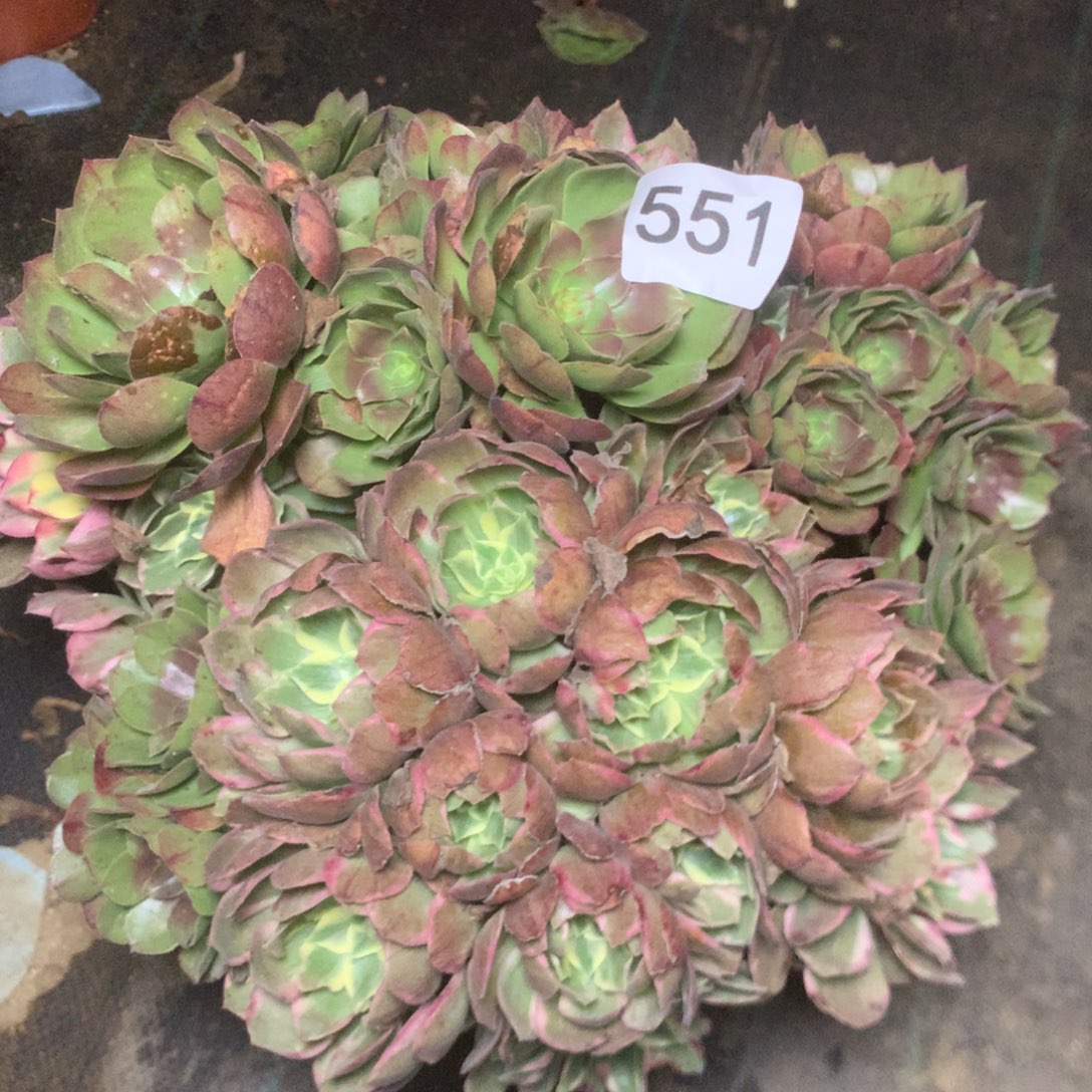 551多多多多肉植物