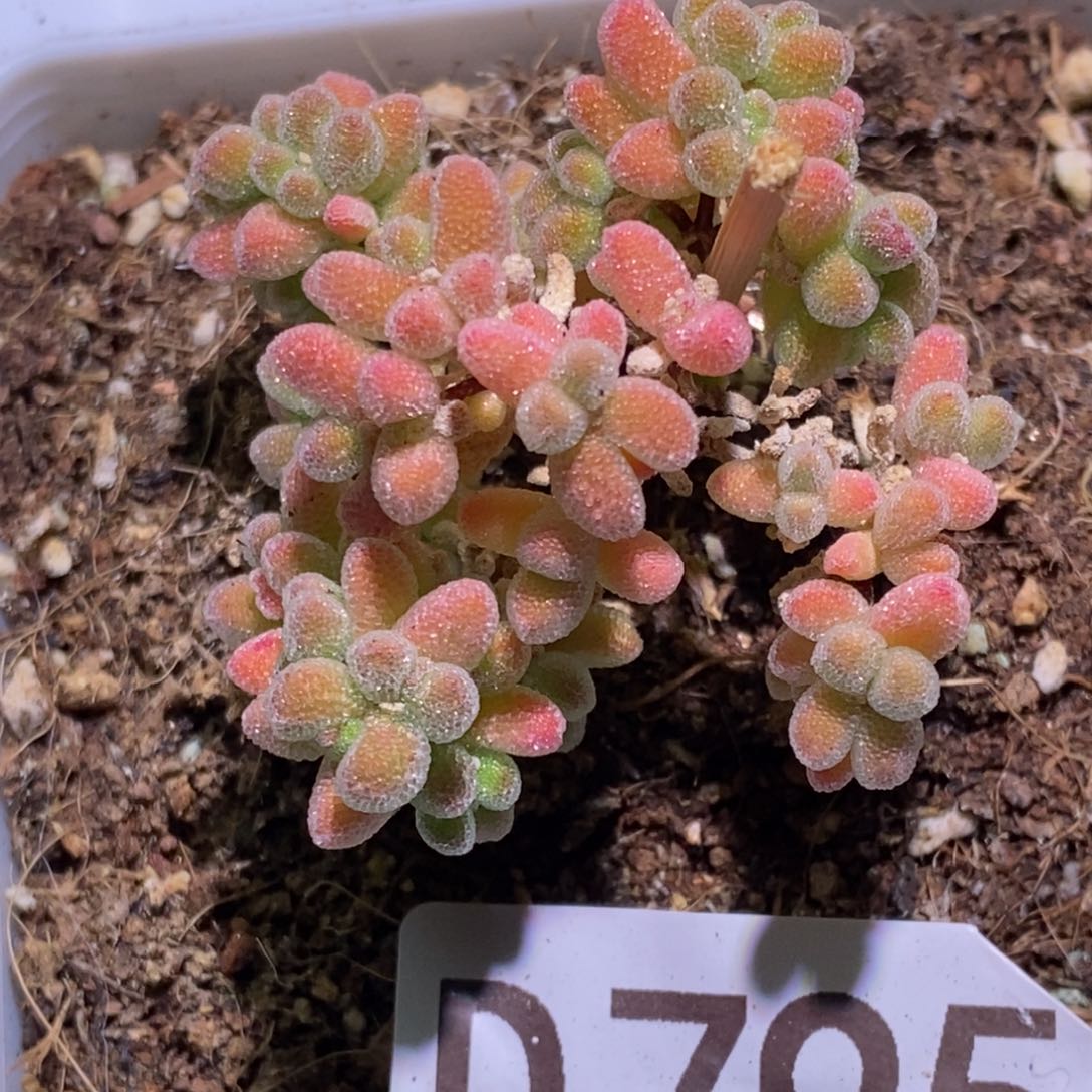 冰晶枝干番杏D795