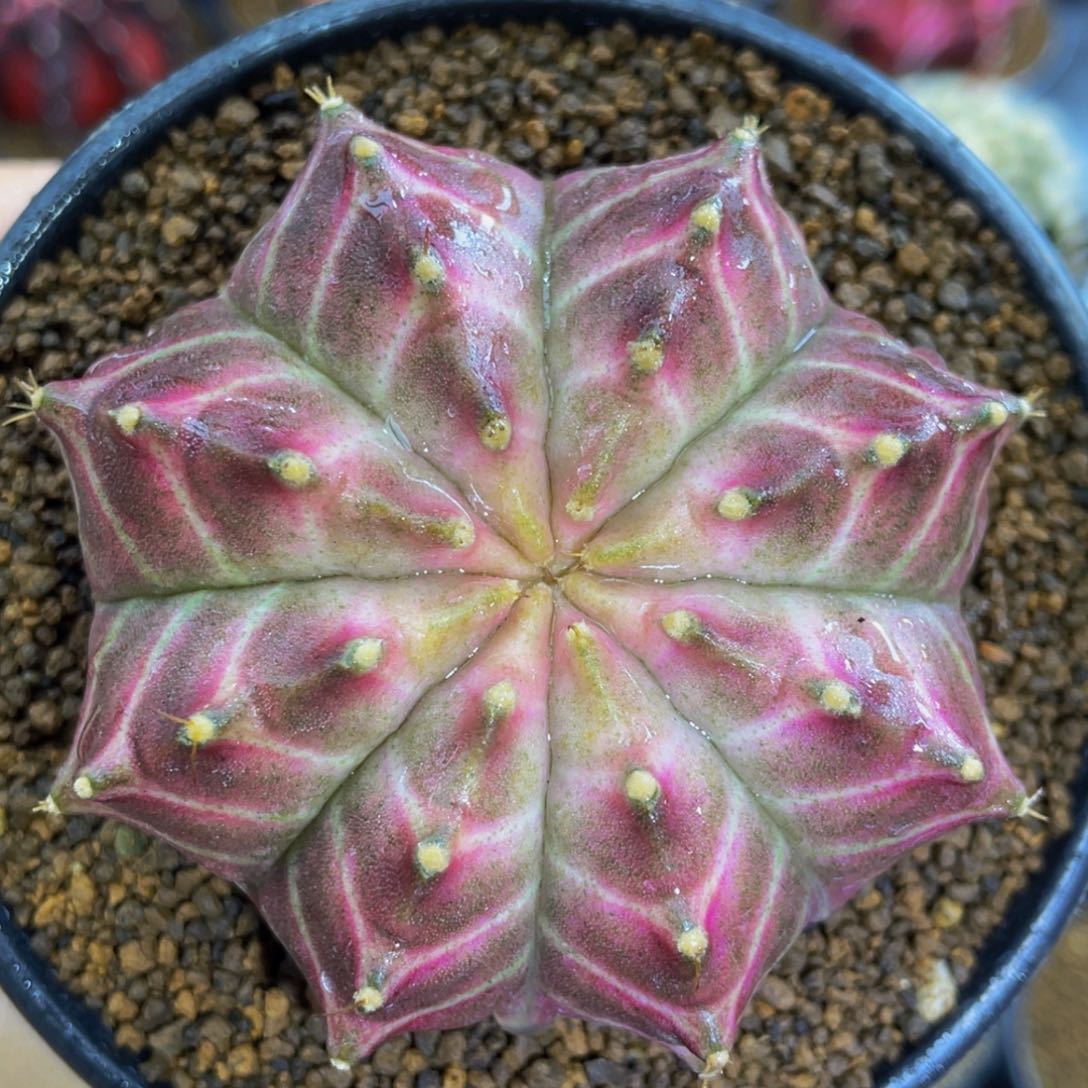 紫轮回000000000006