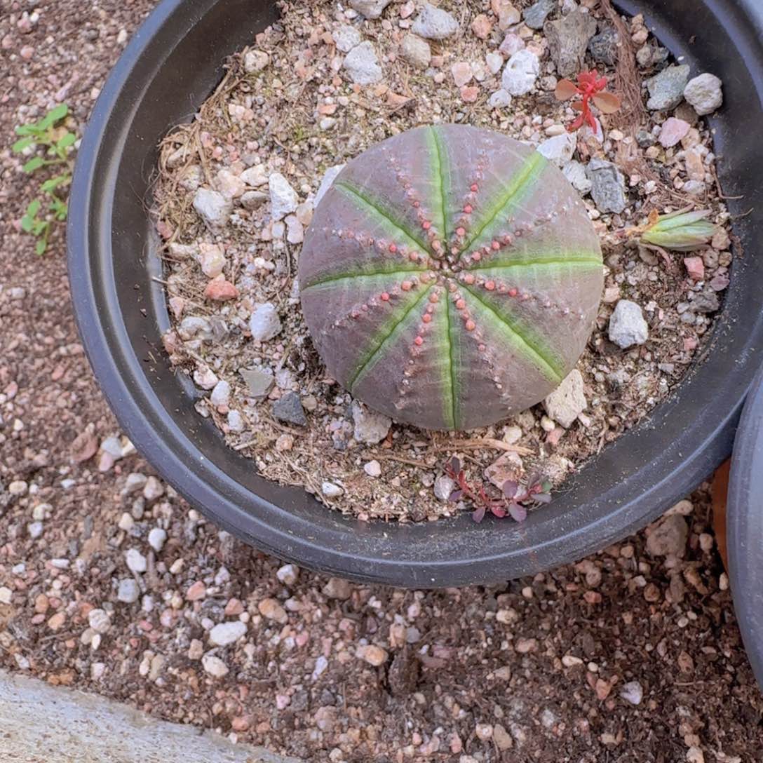 Y***定块根植物块根植物