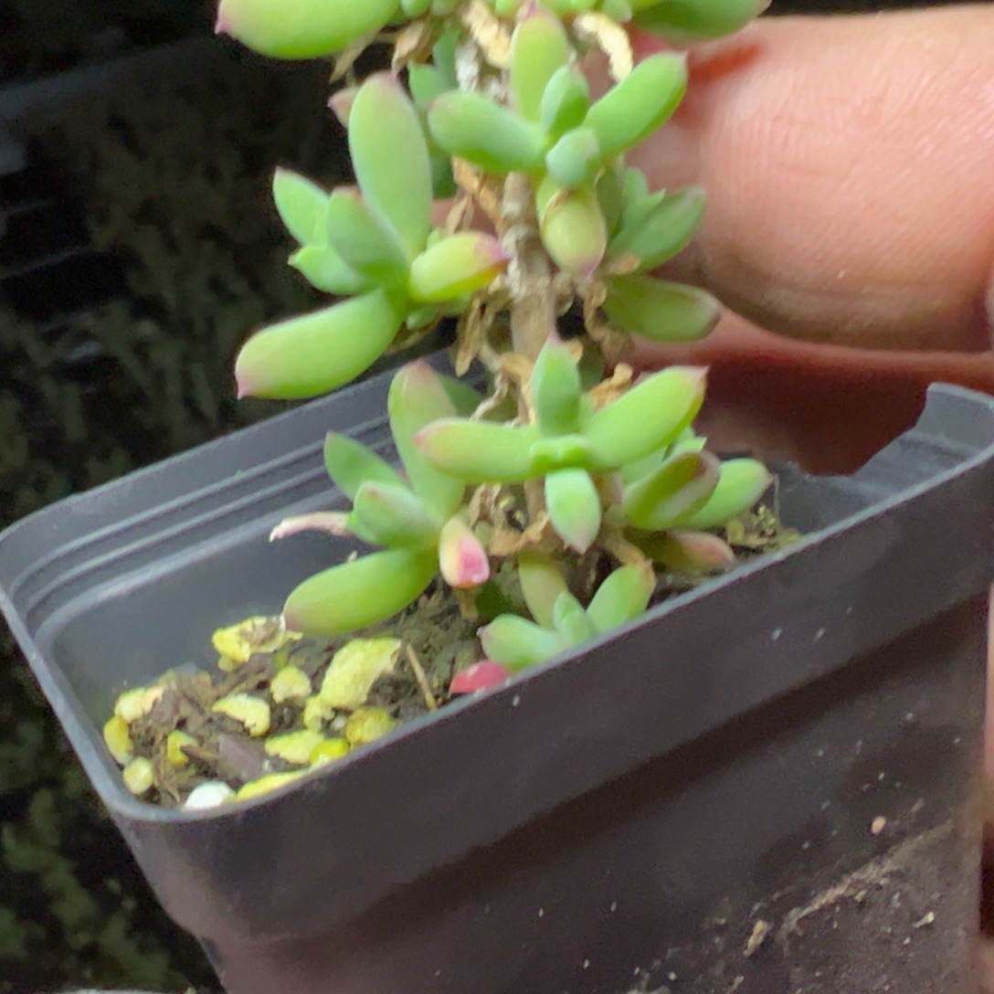 红鸟55杯老桩福利