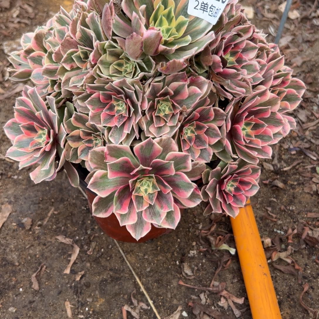 028多肉  女妖不包断头