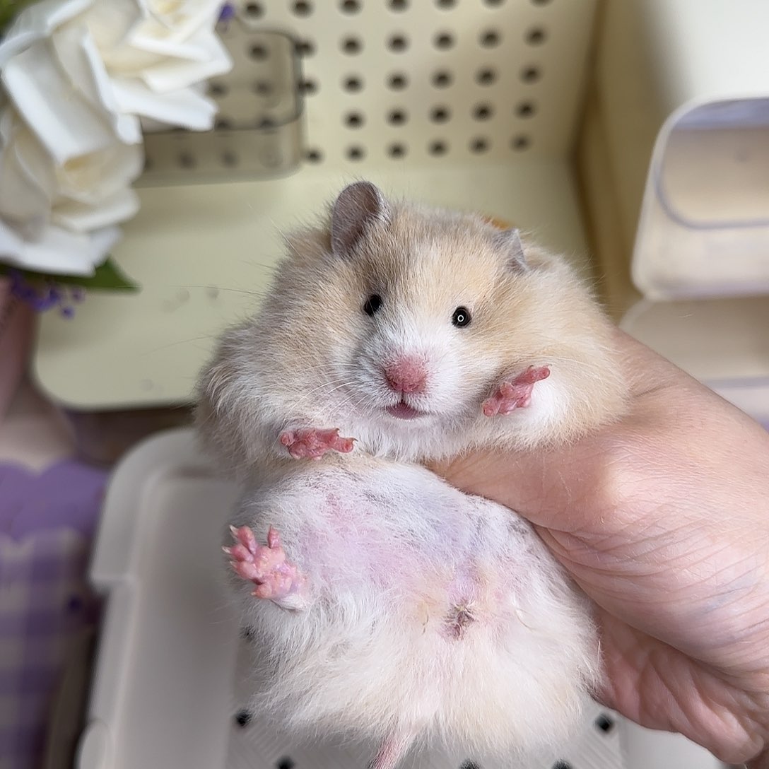 43黑黄波妹妹4.19